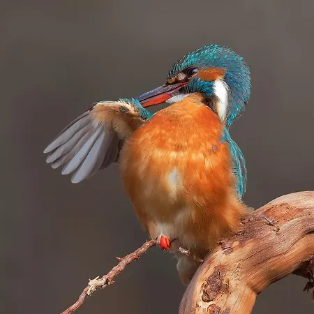 招待所 Porticciolo 卡斯特努沃德加尔达